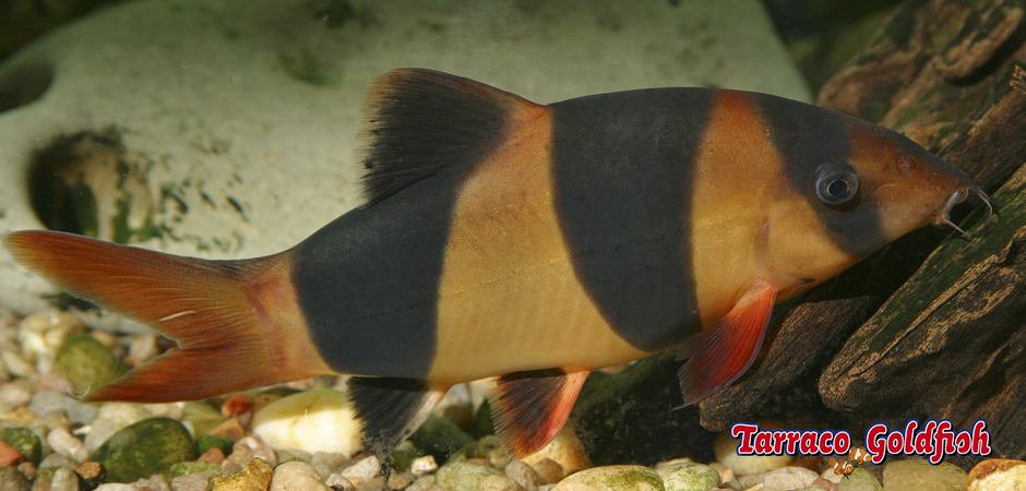 https://www.tarracogoldfish.com/wp-content/uploads/2011/03/botia-payaso-2-TarracoGoldfish.jpg