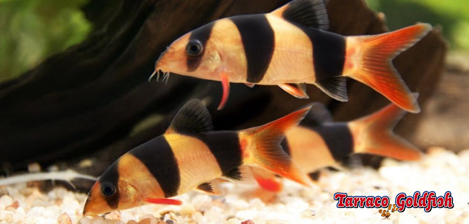https://www.tarracogoldfish.com/wp-content/uploads/2011/03/botia-payaso-4-TarracoGoldfish.jpg