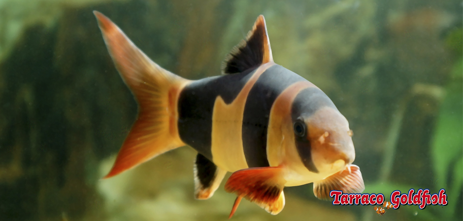 https://www.tarracogoldfish.com/wp-content/uploads/2011/03/botia-payaso-TarracoGoldfish.jpg