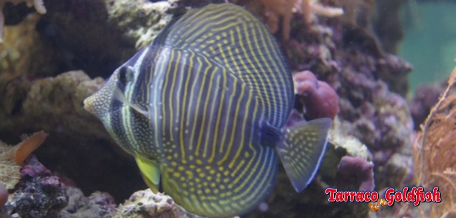 https://www.tarracogoldfish.com/wp-content/uploads/2011/03/zebrasoma-desjardinii-3.jpg