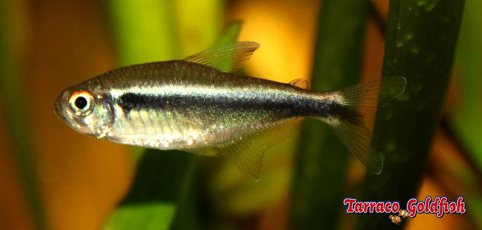 https://www.tarracogoldfish.com/wp-content/uploads/2012/05/HYPHESSOBRYCON-HERBERTAXELRODI-TarracoGoldfish-2.jpg