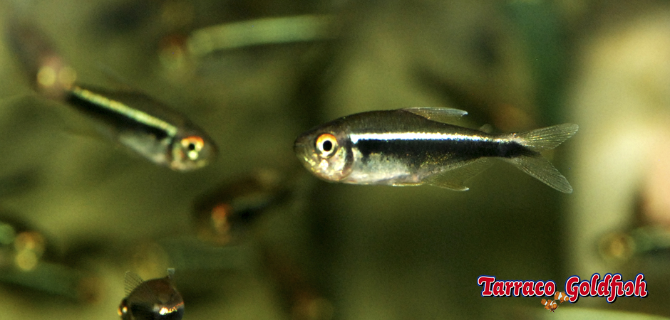 https://www.tarracogoldfish.com/wp-content/uploads/2012/05/HYPHESSOBRYCON-HERBERTAXELRODI-TarracoGoldfish.jpg