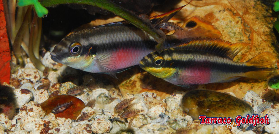 https://www.tarracogoldfish.com/wp-content/uploads/2012/05/PELVICACHROMIS-PULCHER-3TarracoGoldfish.jpg