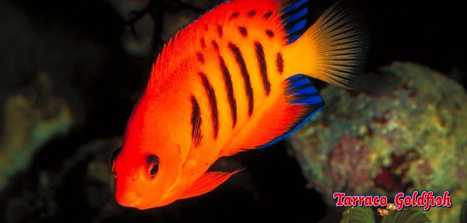 https://www.tarracogoldfish.com/wp-content/uploads/2012/07/Centropyge-Loriculus-2.jpg