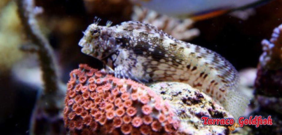 https://www.tarracogoldfish.com/wp-content/uploads/2012/07/Salarias-fasciatus-1.jpg