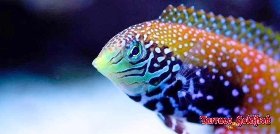 https://www.tarracogoldfish.com/wp-content/uploads/2012/08/Macropharyngodon-bipartitus-11.jpg