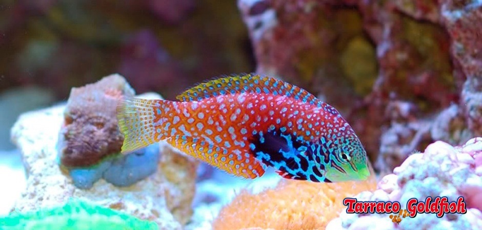https://www.tarracogoldfish.com/wp-content/uploads/2012/08/Macropharyngodon-bipartitus-4.jpg