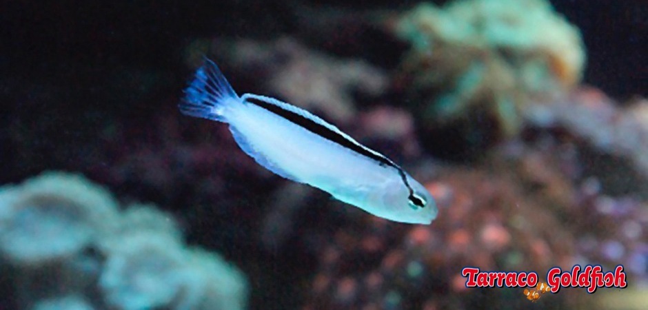 https://www.tarracogoldfish.com/wp-content/uploads/2013/08/Meiacanthus-Smithii-3.jpg