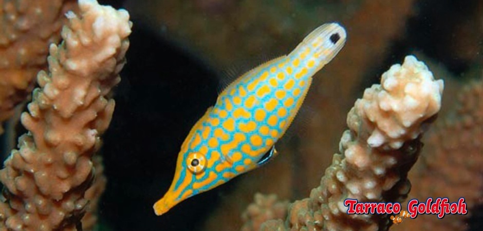 https://www.tarracogoldfish.com/wp-content/uploads/2013/08/Oxymonocanthus-longirostris2.jpg
