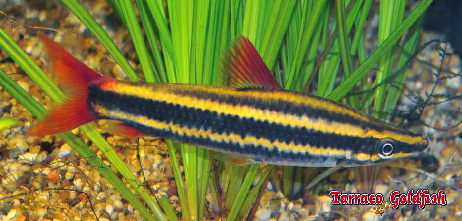 https://www.tarracogoldfish.com/wp-content/uploads/2014/02/Anostomus-Anostomus-3-TarracoGoldfish.jpg