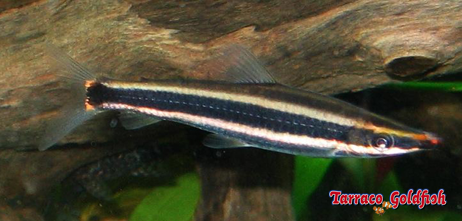 https://www.tarracogoldfish.com/wp-content/uploads/2014/02/Anostomus-ternetzi-TarracoGoldfish.jpg