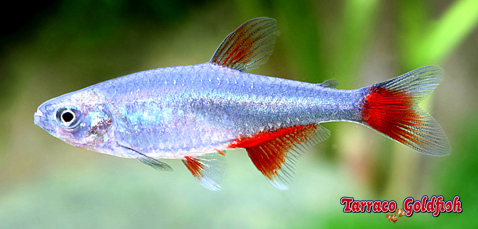 https://www.tarracogoldfish.com/wp-content/uploads/2014/02/Aphyocharax-anisitsi-TarracoGoldfish.jpg