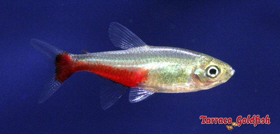 https://www.tarracogoldfish.com/wp-content/uploads/2014/02/Aphyocharax-rathbuni-1-TarracoGoldfish.jpg