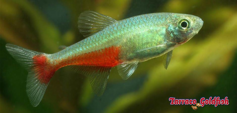https://www.tarracogoldfish.com/wp-content/uploads/2014/02/Aphyocharax-rathbuni-3-TarracoGoldfish.jpg