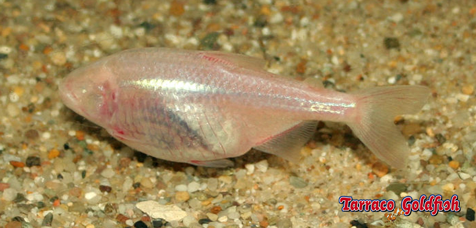 https://www.tarracogoldfish.com/wp-content/uploads/2014/02/Astyanax-jordani-3-TarracoGoldfish.jpg