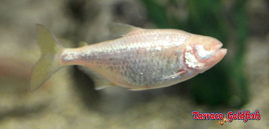 https://www.tarracogoldfish.com/wp-content/uploads/2014/02/Astyanax-jordani-TarracoGoldfish.jpg