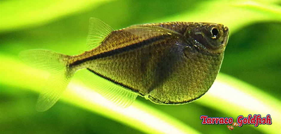 https://www.tarracogoldfish.com/wp-content/uploads/2014/02/Gasteropelecus-sternicla-2-TarracoGoldfish.jpg