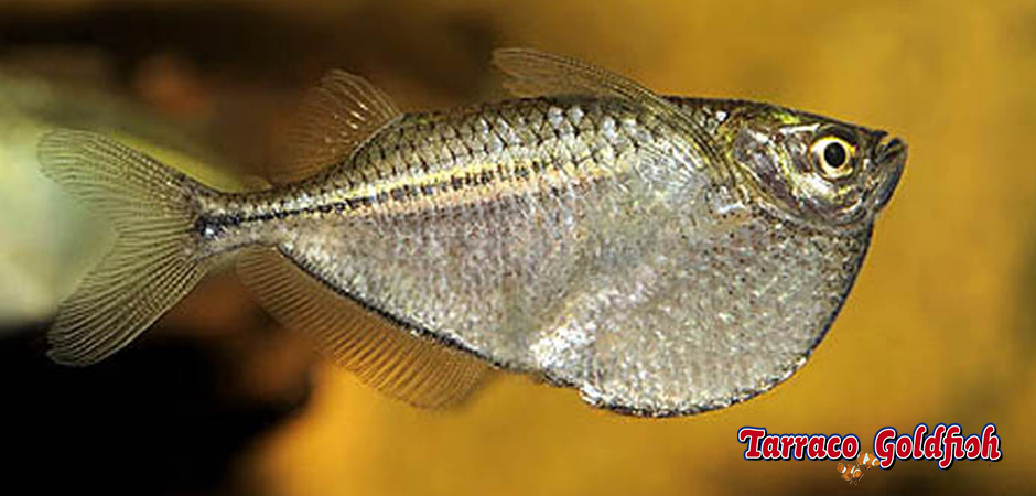 https://www.tarracogoldfish.com/wp-content/uploads/2014/02/Gasteropelecus-sternicla-3-TarracoGoldfish.jpg