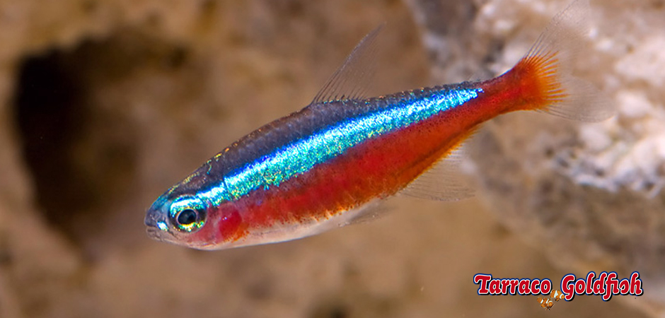 https://www.tarracogoldfish.com/wp-content/uploads/2014/02/Paracheirodon-axelrodi-4-TarracoGoldfish.jpg