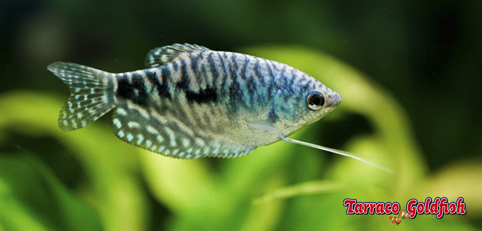 https://www.tarracogoldfish.com/wp-content/uploads/2014/02/TRICHOGASTER-TRICHOPTERUS-3-TarracoGoldfish-+-logo.jpg