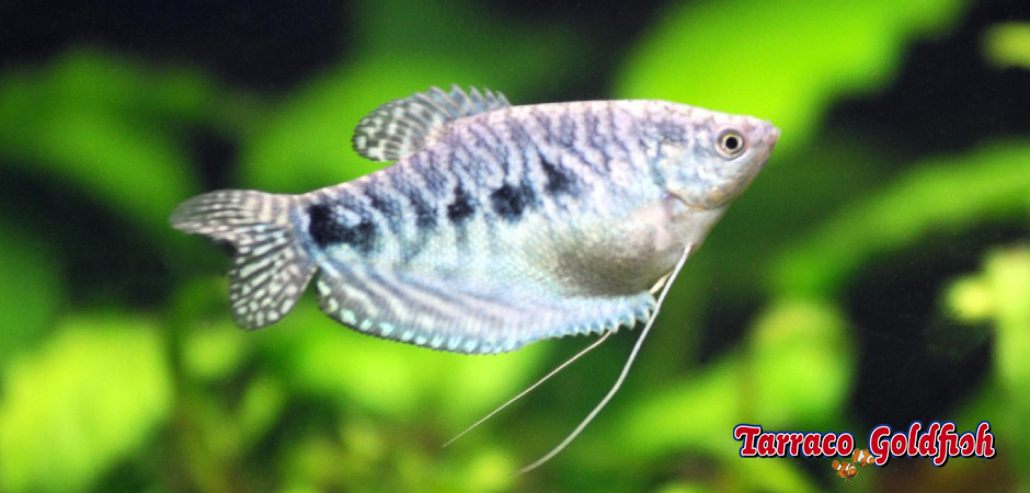 https://www.tarracogoldfish.com/wp-content/uploads/2014/02/TRICHOGASTER-TRICHOPTERUS-TarracoGoldfish-1.jpg