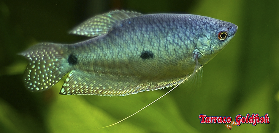 https://www.tarracogoldfish.com/wp-content/uploads/2014/02/TRICHOGASTER-TRICHOPTERUS-TarracoGoldfish.jpg