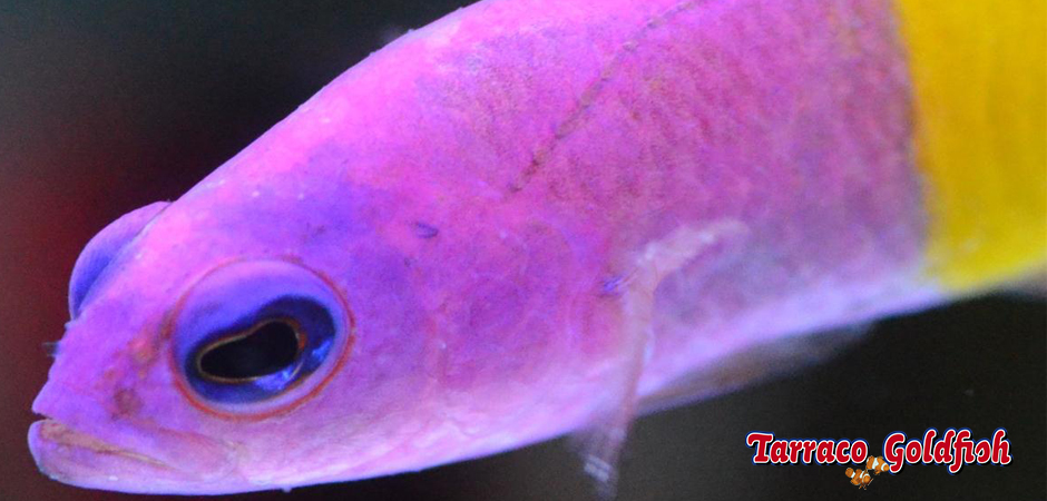 https://www.tarracogoldfish.com/wp-content/uploads/2015/01/Pseudocromis-pacagnellae-TarracoGoldfish-3.jpg