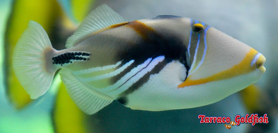 https://www.tarracogoldfish.com/wp-content/uploads/2015/02/Rhinecanthus-aculeatus-TarracoGoldfish3.jpg