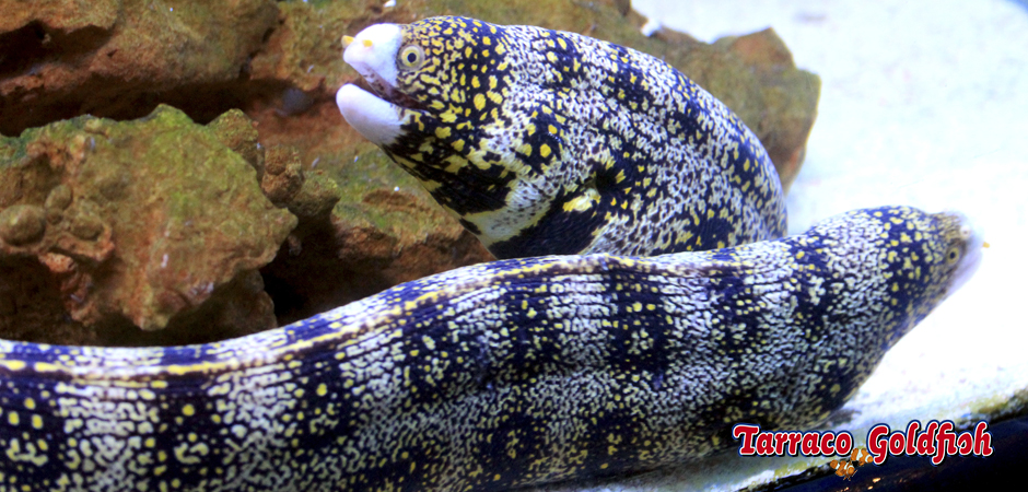 https://www.tarracogoldfish.com/wp-content/uploads/2015/03/Echnida-nebulosa-5-TarracoGoldfish.jpg