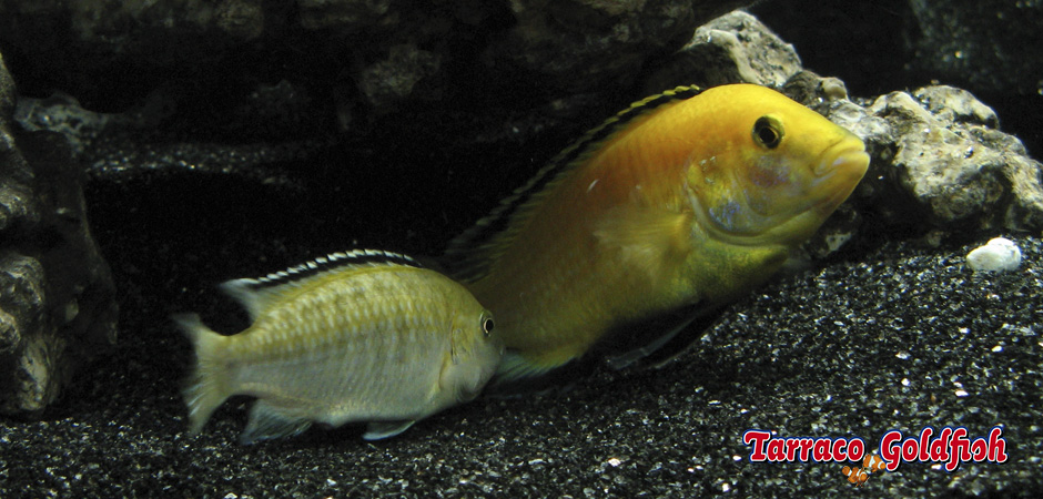 https://www.tarracogoldfish.com/wp-content/uploads/2015/07/Labidochromis-caeruleus.jpg