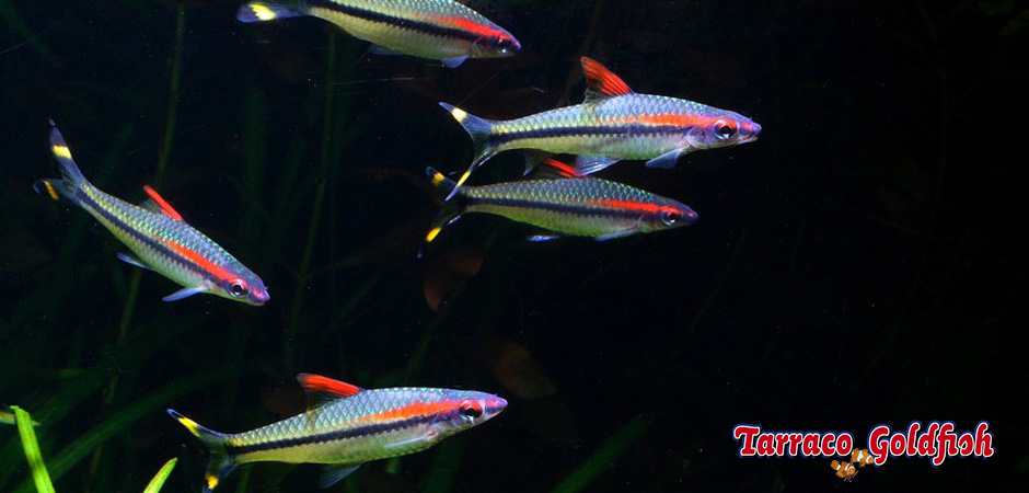 https://www.tarracogoldfish.com/wp-content/uploads/2015/07/Puntius-Denisonii-2.jpg